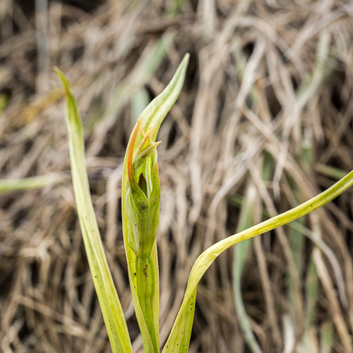 _17C8481 Greenhood Orchid 1.jpg